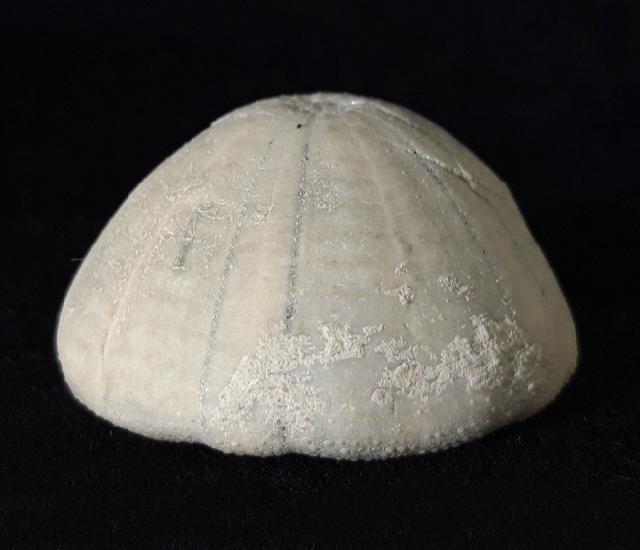 Camerogalerus cylindricus (LAMARCK 1816) - Bild © FossNet FossilienStore